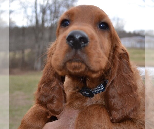 Medium Photo #1  Breeder Profile in JAMESTOWN, TN, USA