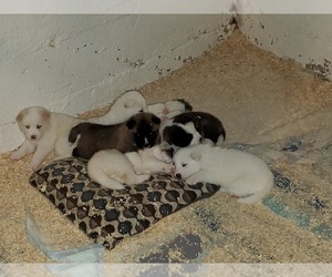 Main photo of Akita Dog Breeder near ROCKFORD, IL, USA