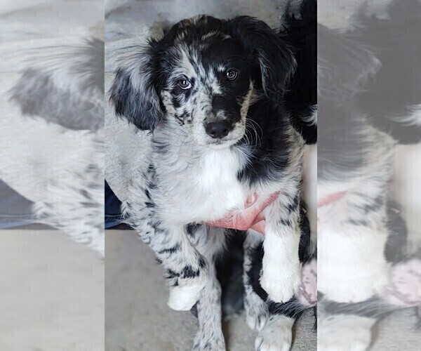 Medium Photo #1  Breeder Profile in FREDERICKTOWN, OH, USA