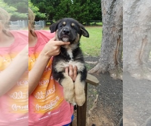 German Shepherd Dog Dog Breeder near ANDERSON, SC, USA