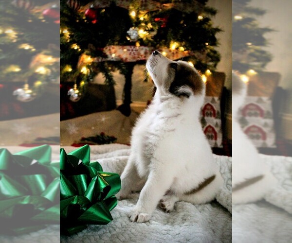 Medium Photo #1  Breeder Profile in SUMTER, SC, USA