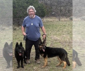 German Shepherd Dog Dog Breeder near MEDINA, TX, USA
