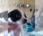 Small #4 Breeder Profile image