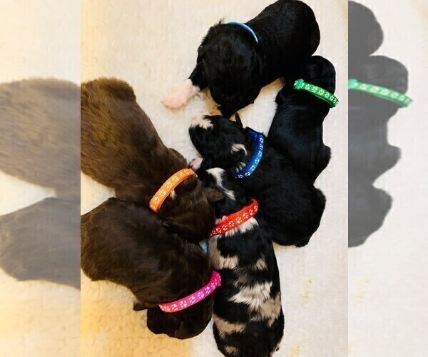 Medium Photo #1  Breeder Profile in MORGANTOWN, KY, USA