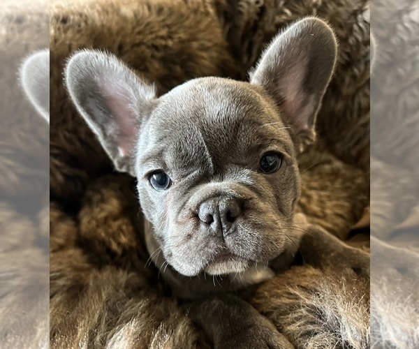 Medium Photo #2  Breeder Profile in PENN VALLEY, CA, USA