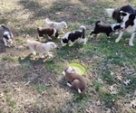 Small breeder photo