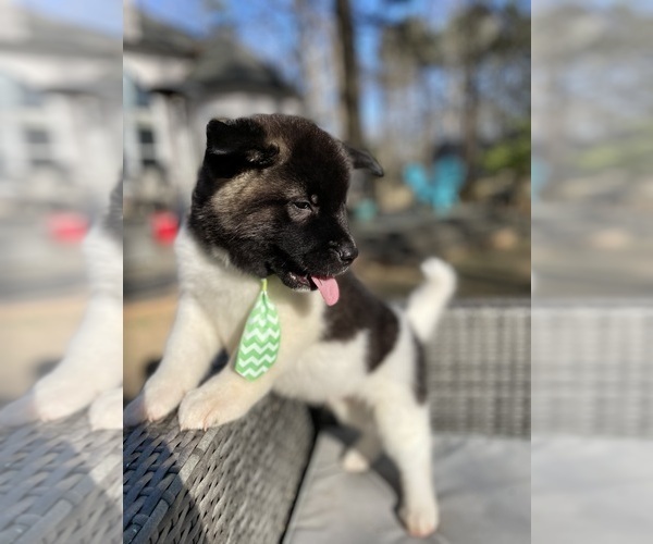 Medium Photo #99  Breeder Profile in MCDONOUGH, GA, USA