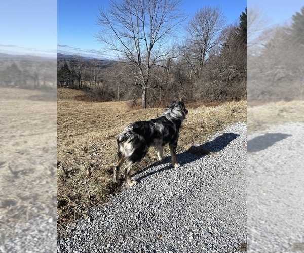 Medium Photo #13  Breeder Profile in BELMONT, VT, USA