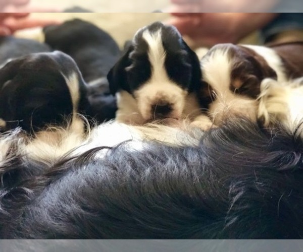 Medium Photo #1  Breeder Profile in CHECK, VA, USA