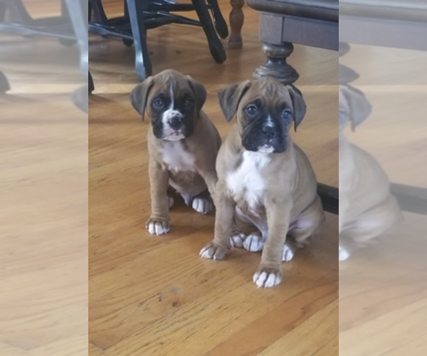 Medium Photo #1  Breeder Profile in NEW LONDON, CT, USA
