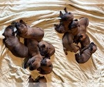 Small #1 Breeder Profile image