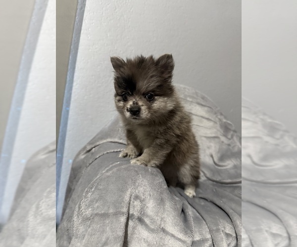 Medium Photo #2  Breeder Profile in FARMERSVILLE, TX, USA
