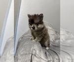 Small #1 Breeder Profile image