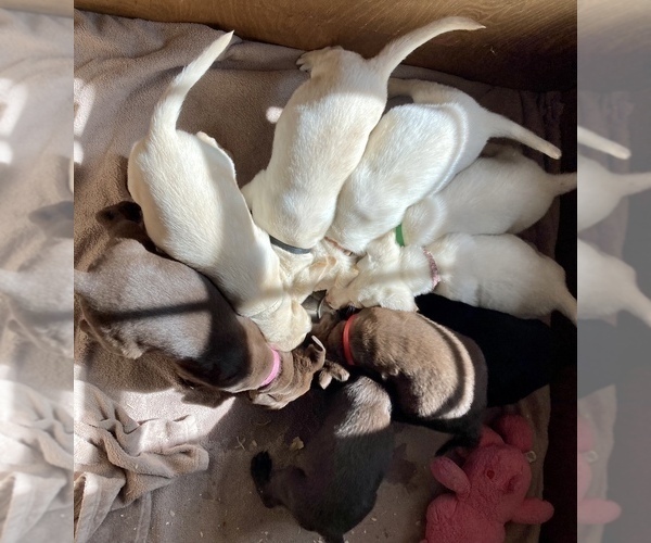 Medium Photo #1  Breeder Profile in ATHENS, PA, USA