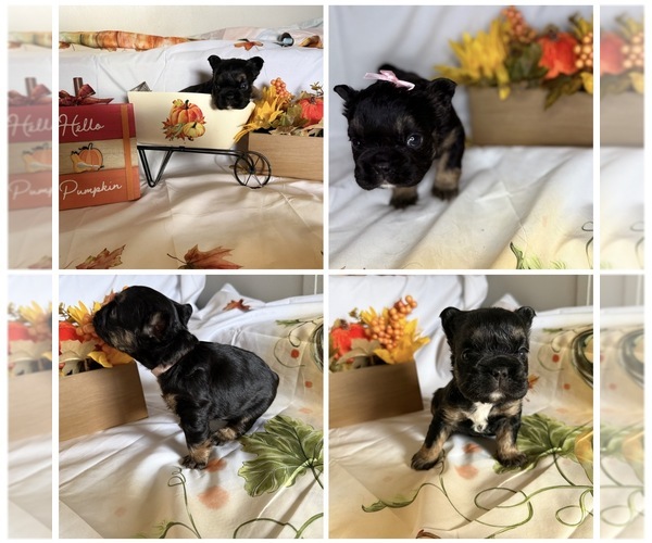 Medium Photo #6  Breeder Profile in LEBANON, MO, USA