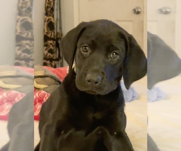 Medium Photo #1  Breeder Profile in ADKINS, TX, USA