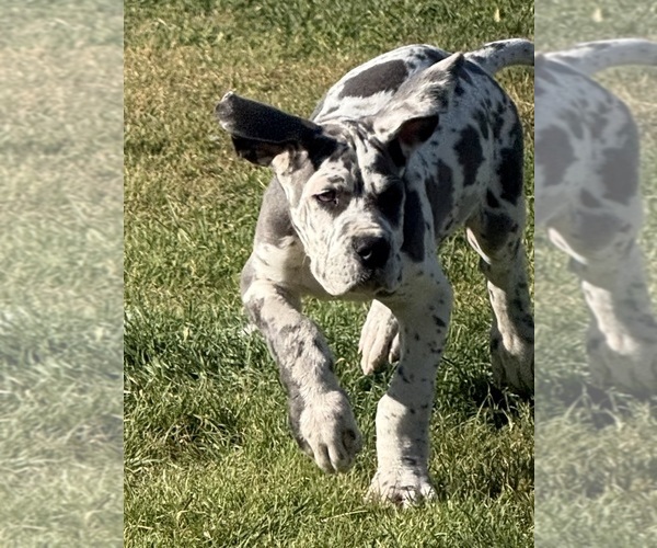 Medium Photo #10  Breeder Profile in HALLETTSVILLE, TX, USA