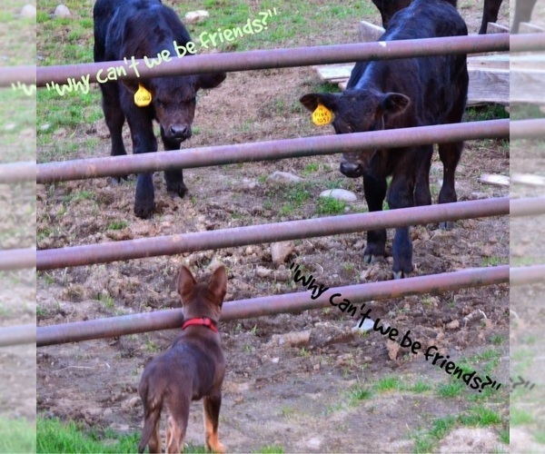 Medium Photo #20  Breeder Profile in CAMAS, WA, USA