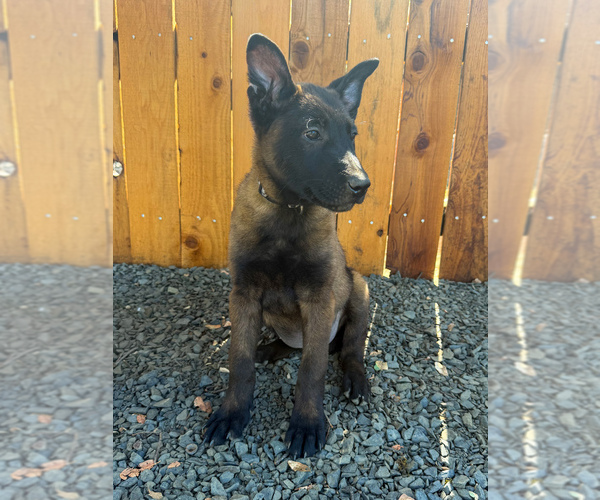 Medium Photo #5  Breeder Profile in OROVILLE, CA, USA