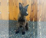 Small #4 Breeder Profile image