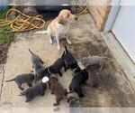 Small #14 Breeder Profile image