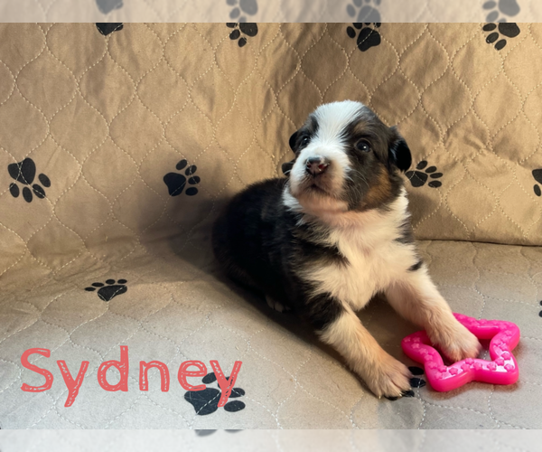 Medium Photo #6  Breeder Profile in NEW HAVEN, CT, USA