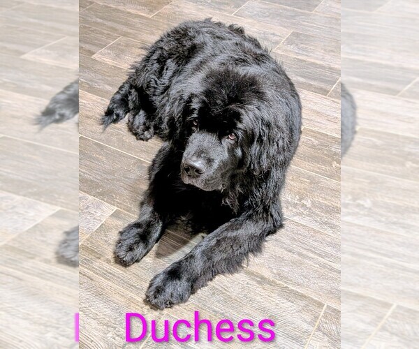 Medium Photo #26  Breeder Profile in LAS VEGAS, NV, USA