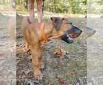 Small Photo #18  Breeder Profile in ALBA, TX, USA
