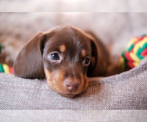 Medium Photo #3  Breeder Profile in HONEY BROOK, PA, USA