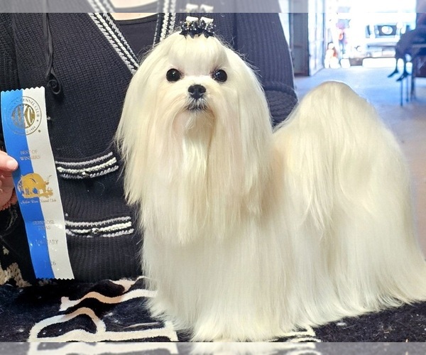 Medium Photo #1  Breeder Profile in BRANDON, MS, USA