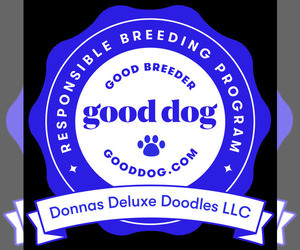 Goldendoodle-Poodle (Standard) Mix Dog Breeder near LAKE PANASOFFKEE, FL, USA