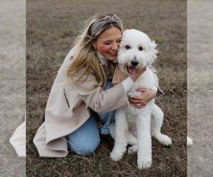 Goldendoodle Dog Breeder near SPRINGFIELD, MO, USA