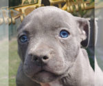 Small Photo #5  Breeder Profile in CLEARWATER, FL, USA