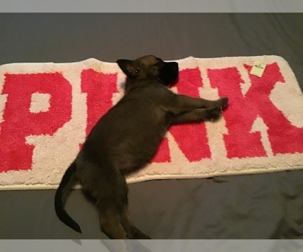 Medium Photo #6  Breeder Profile in NORTH FORT MYERS, FL, USA