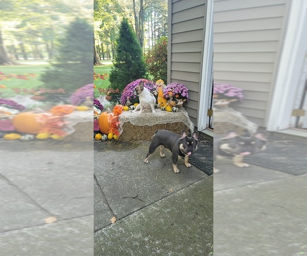 Medium Photo #1  Breeder Profile in BIRCH RUN, MI, USA