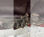 Small #35 Breeder Profile image
