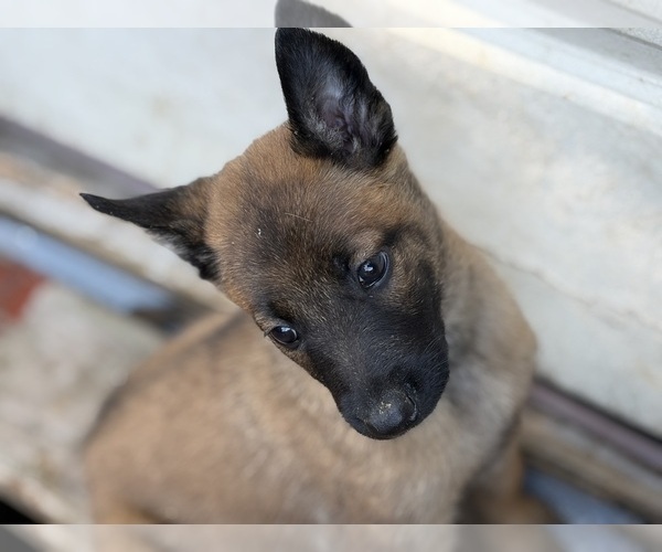 Medium Photo #5  Breeder Profile in PLANT CITY, FL, USA