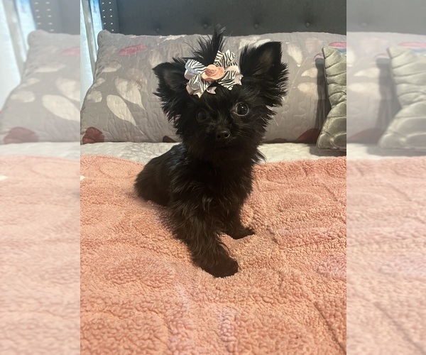 Medium Photo #6  Breeder Profile in PHOENIX, AZ, USA