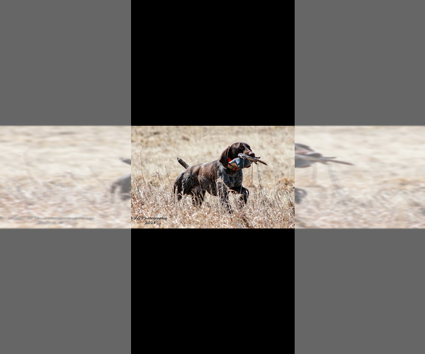 Medium Photo #3  Breeder Profile in WABASSO, MN, USA