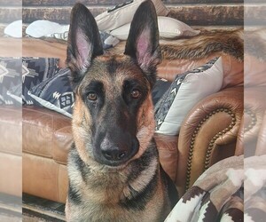 German Shepherd Dog Dog Breeder near PEARISBURG, VA, USA