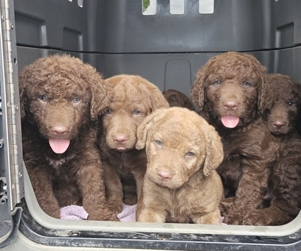 Medium Photo #23  Breeder Profile in Cordele, GA, USA
