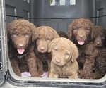 Small #22 Breeder Profile image