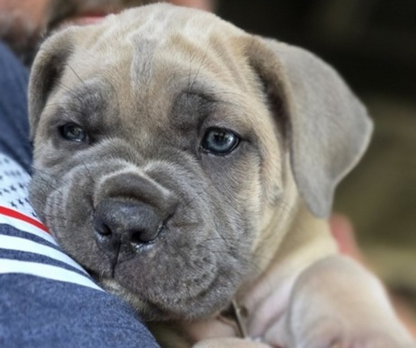 Medium Photo #3  Breeder Profile in BANGS, TX, USA