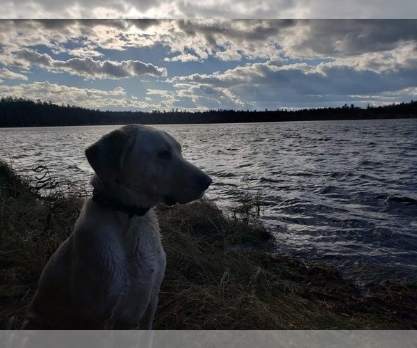 Medium Photo #1  Breeder Profile in VIRGINIA, MN, USA