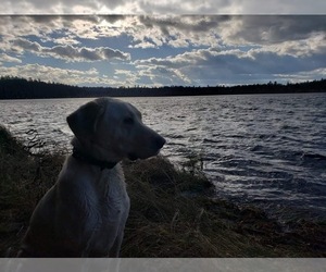 Miniature Labradoodle Dog Breeder near VIRGINIA, MN, USA