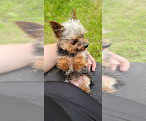 Medium Photo #16  Breeder Profile in NEENAH, WI, USA