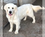 Small #6 Breeder Profile image