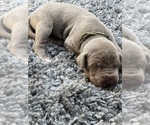 Small #20 Breeder Profile image