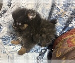 Small #16 Breeder Profile image
