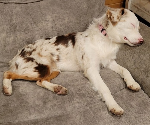 Medium Photo #28  Breeder Profile in AMERICUS, KS, USA